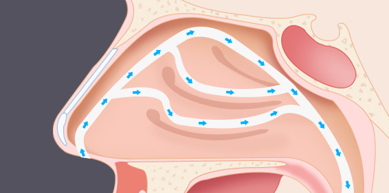코의 정상 점막